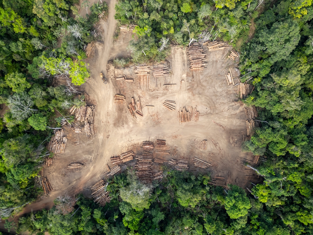 Exploitation de la foret amazonienne