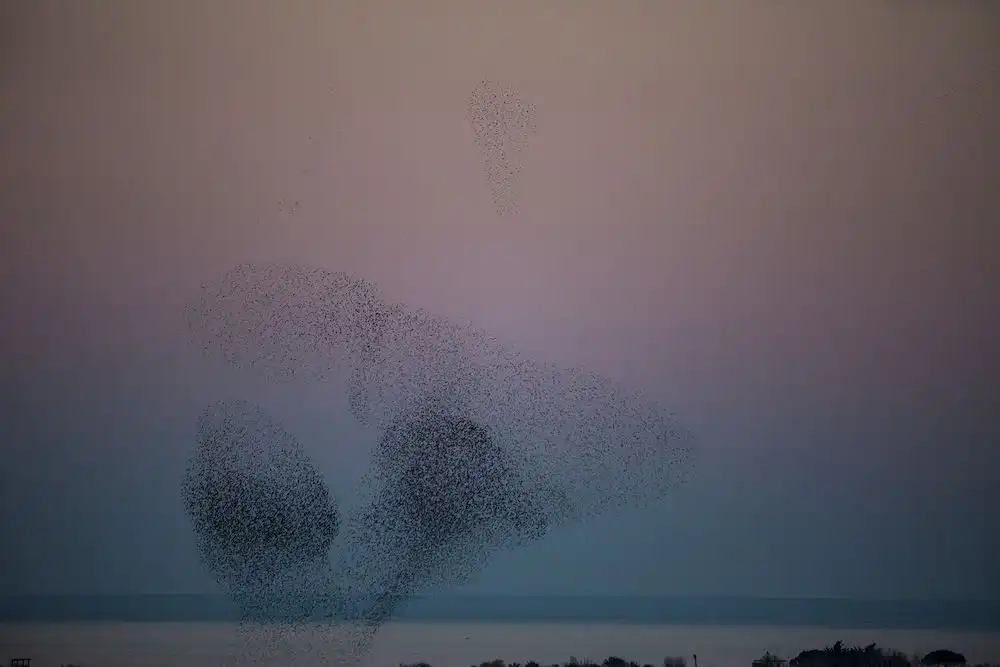 Murmur of starlings