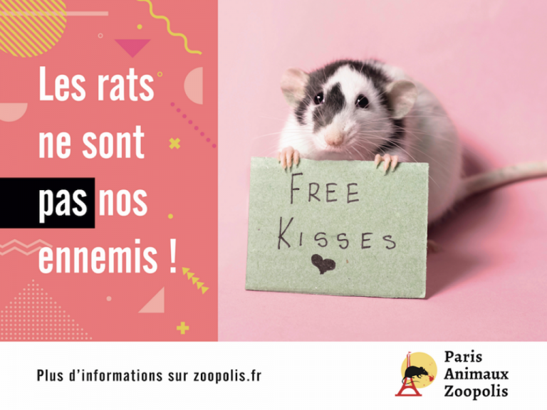 Rats à Paris